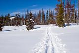 Trail in the Snow