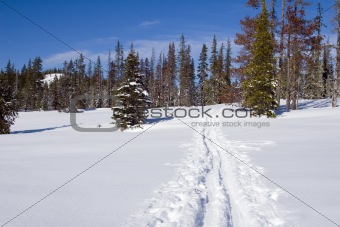 Trail in the Snow
