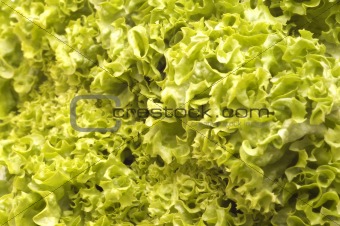 lettuce  background