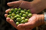 olives in old man's hand