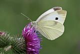 Cabbage white on a thistle
