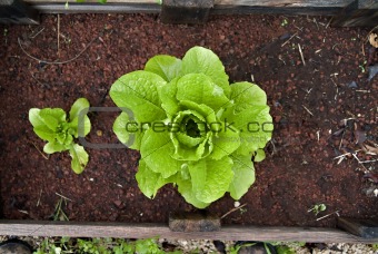 organic lettuce in a Vegetable Garden