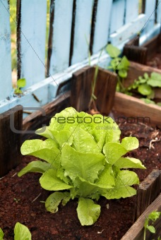 organic lettuce in a Vegetable Garden