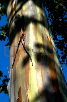 Eucalyptus and vivid blue sky