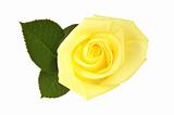 Nice yellow rose over white