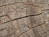 Tree bark  in  texture