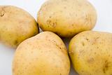 young potatoes on natural background