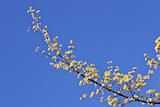 Blooming branch against blue sky