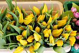 Bucket full of yellow tulips on a flower market