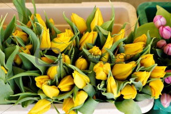 Bucket full of yellow tulips on a flower market