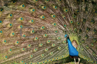 Peacock spinning a wheel
