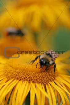Bumble-bee collecting nectar