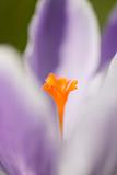 Abstract crocus background