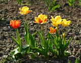 Row of yellow and red tulips