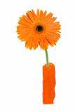 Gerbera Daisy in a orange vase