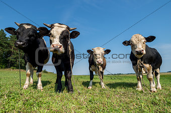 Several bulls