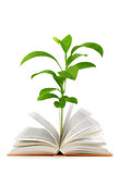 Book and plant isolated on white background