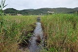 wetland vegetation