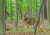 Whitetail Deer Buck In Velvet