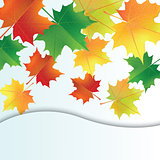 autumn leaves on the white background