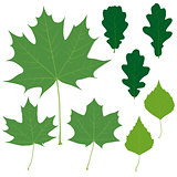 Set of eight vector green leaves for your design