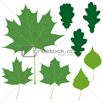 Set of eight vector green leaves for your design