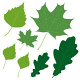 Set of seven vector green leaves for your design