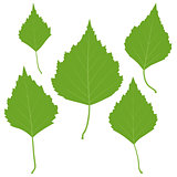 Set of vector green birch leaves for your design