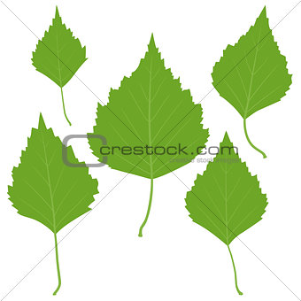 Set of vector green birch leaves for your design