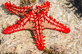 Red starfish Zanzibar