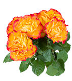 Orange roses bouquet