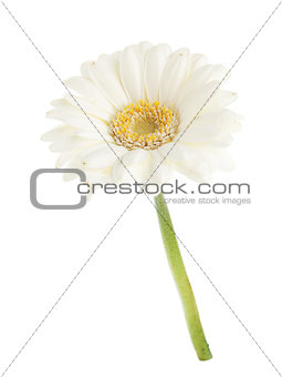 White gerbera flower
