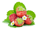 Four strawberry fruits with green leaves and flowers