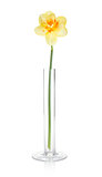 Yellow daffodil in vase