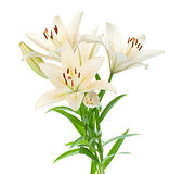 White lily bouquet