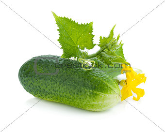Ripe cucumber fruit with leaves and flower