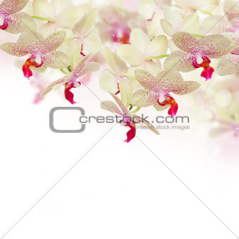 tender pink  orchid flowers with butterflies