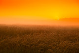 Sunset in the wheat field in August