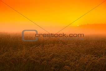 Sunset in the wheat field in August