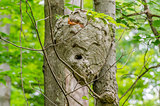 Bald-faced Hornets Hive 