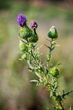 Stem thistle blooming buds