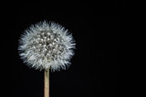 Isolated Dandelion seed head on a black background