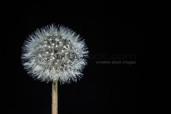 Isolated Dandelion seed head on a black background