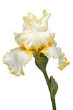 Flower of iris, lat. Iris, isolated on white backgrounds