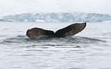Tail of humpback whale dived-1.