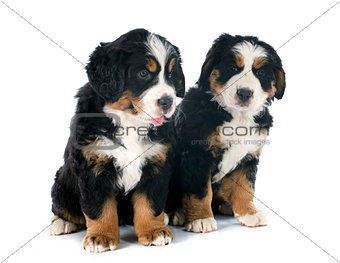 puppies bernese moutain dog