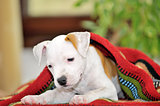 Puppy American Staffordshire Terrier