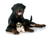 puppy shitzu and rottweiler