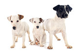 three jack russel terrier