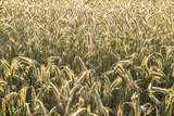 Wheat background in sunny day